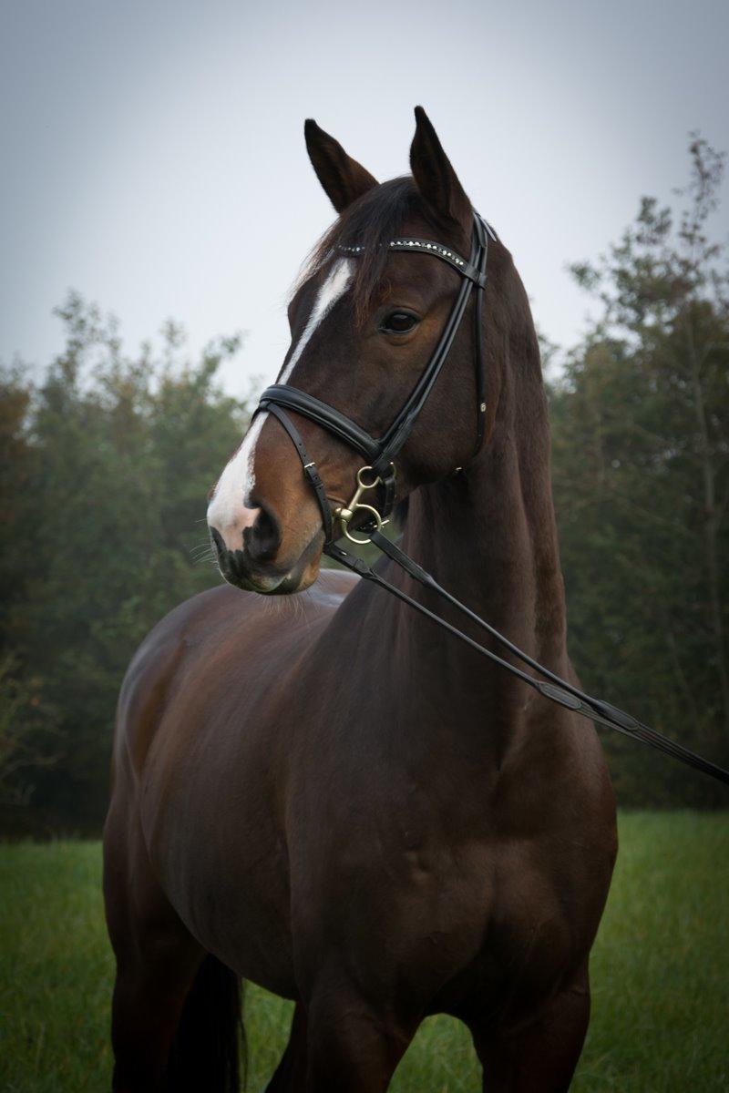 Dansk Varmblod Camarro SR billede 4