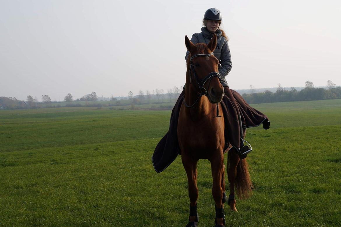 Dansk Varmblod Lorenz - Elmbo billede 4