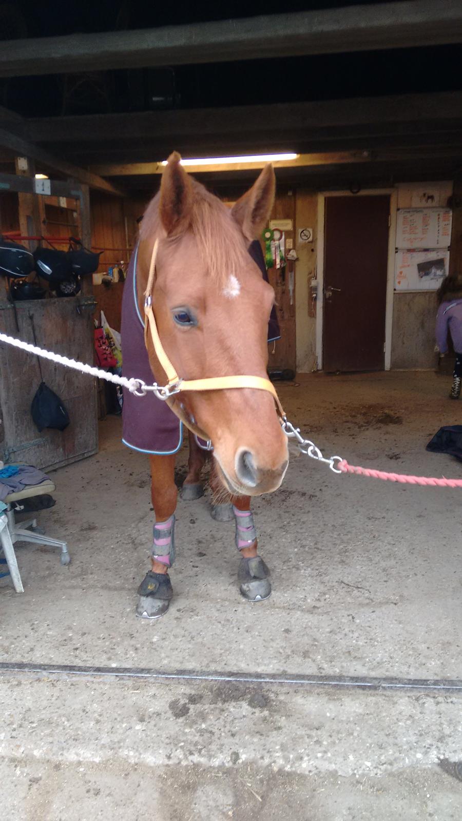 Dansk Varmblod Lorenz - Elmbo - Nu med lilla/pink gamacher - stakkels hest! :p billede 12