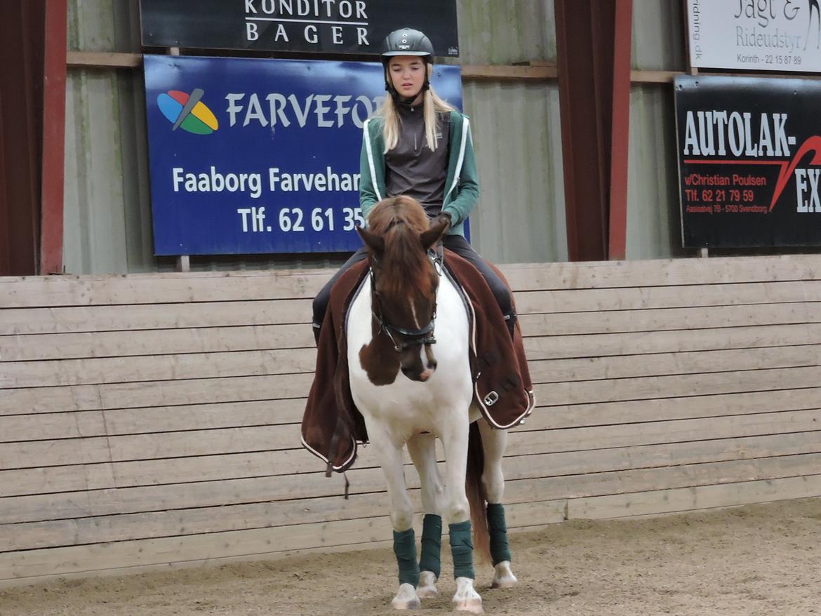 Anden særlig race Leopold billede 15
