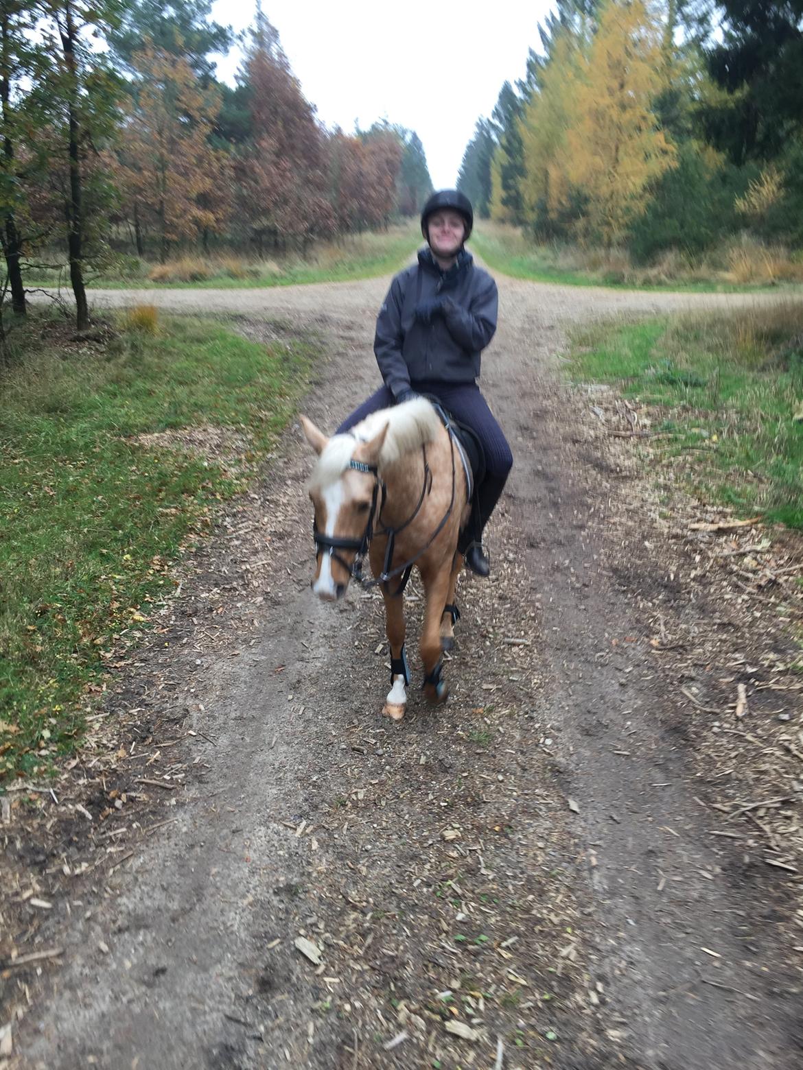 Palomino Vestervangs betterøv billede 29