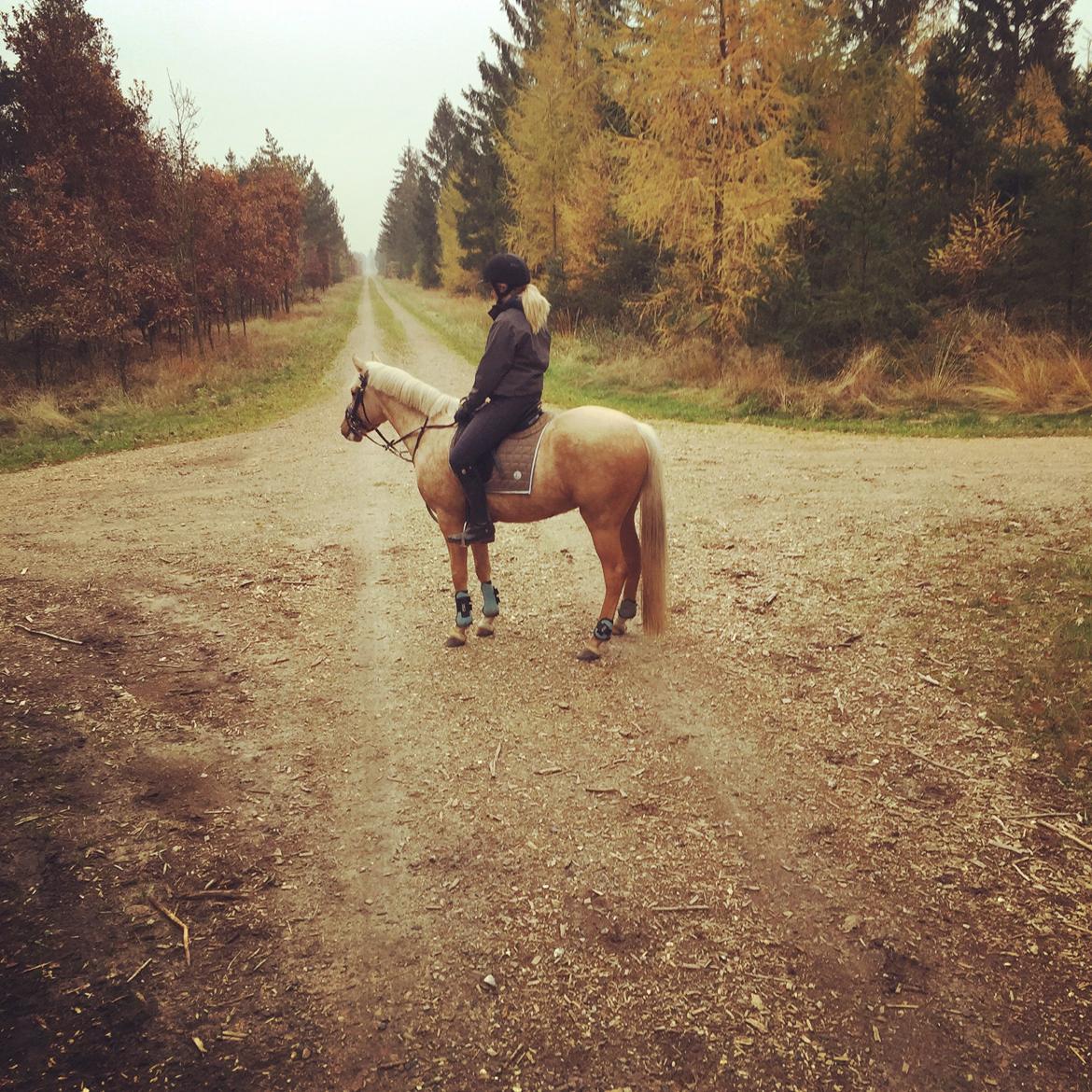 Palomino Vestervangs betterøv billede 30