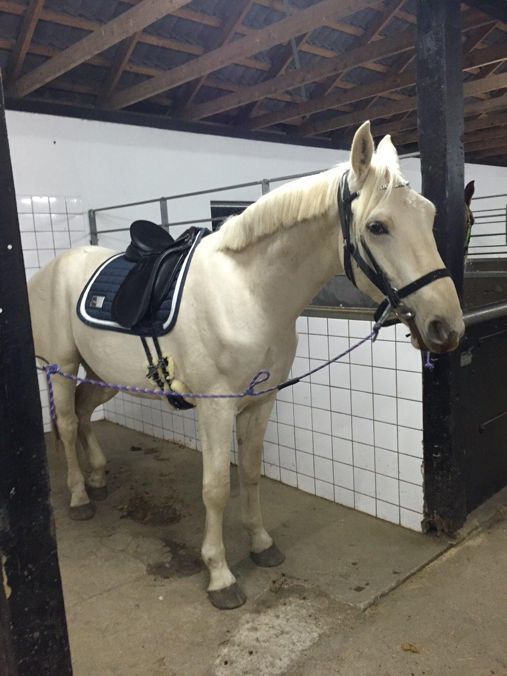 Palomino Sun Dancer billede 39