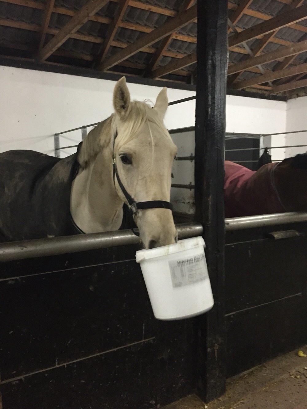 Palomino Sun Dancer billede 40