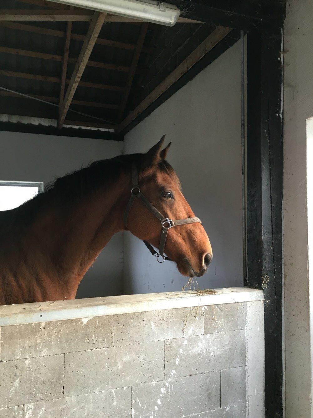 Dansk Varmblod Pemill's Ballantines billede 18