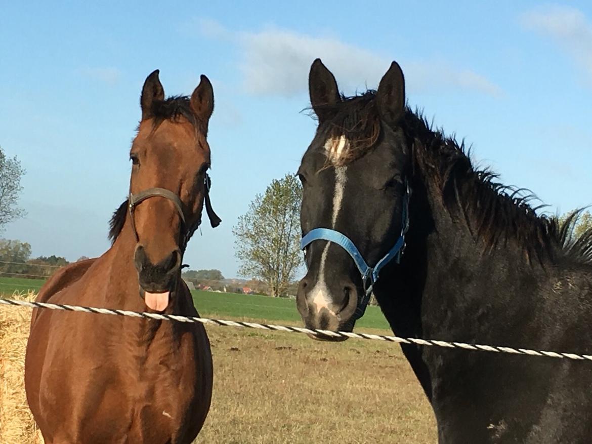 Dansk Varmblod Pemill's Ballantines billede 19