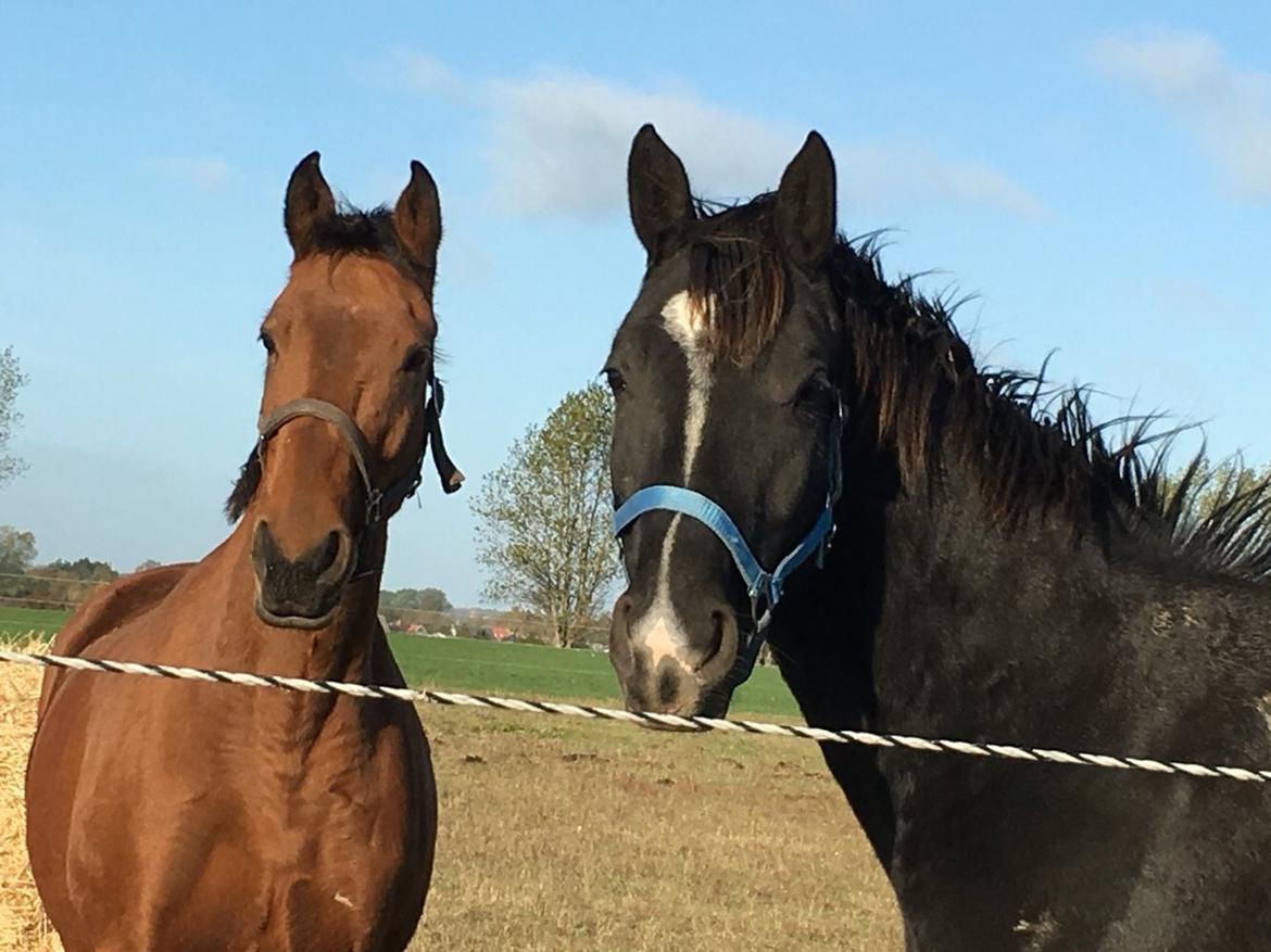 Dansk Varmblod Pemill's Ballantines billede 20