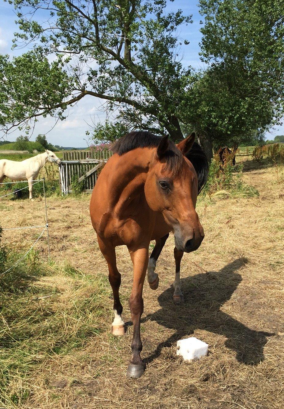 Dansk Varmblod Pemill's Ballantines billede 21