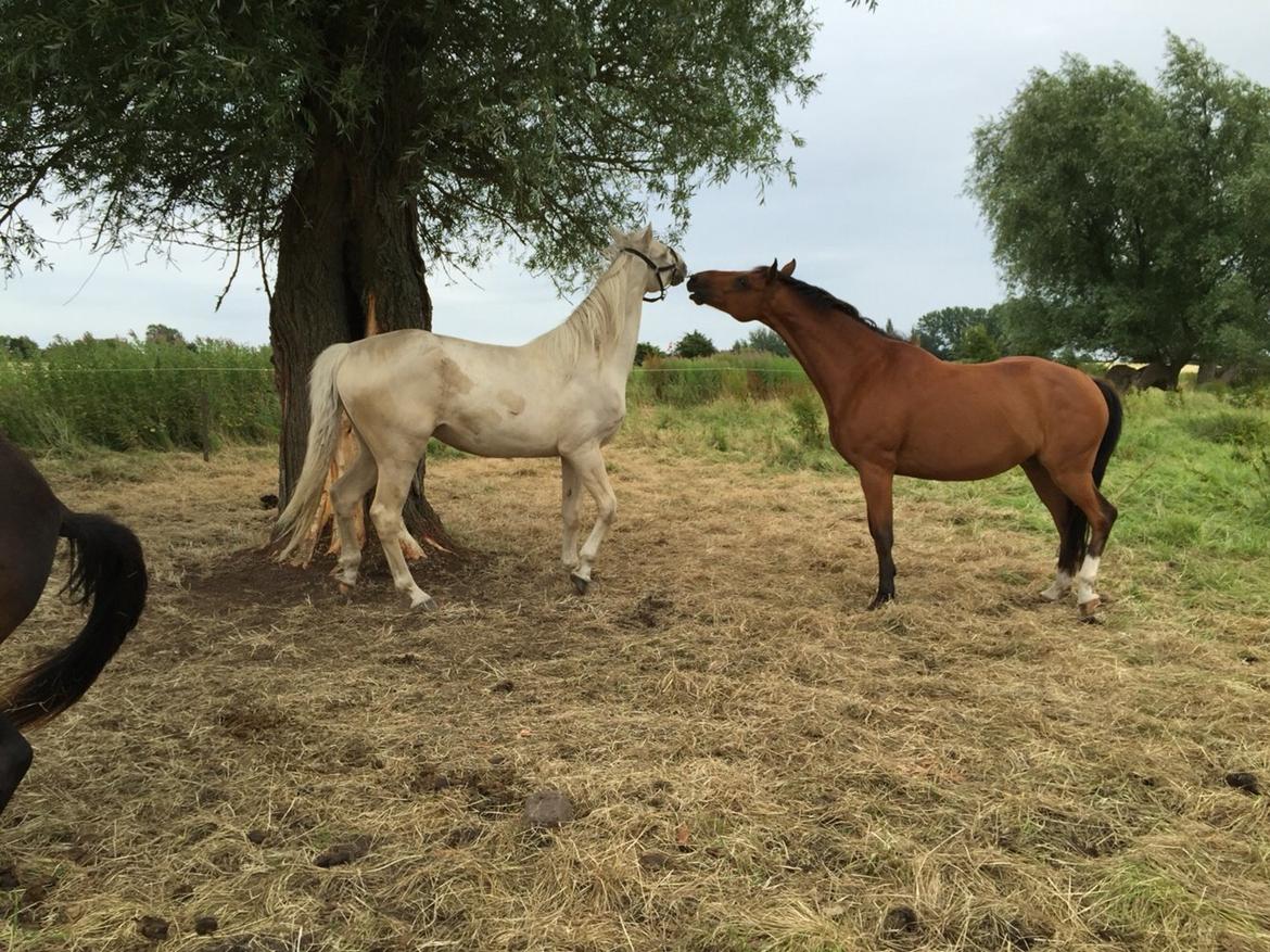 Dansk Varmblod Pemill's Ballantines billede 22