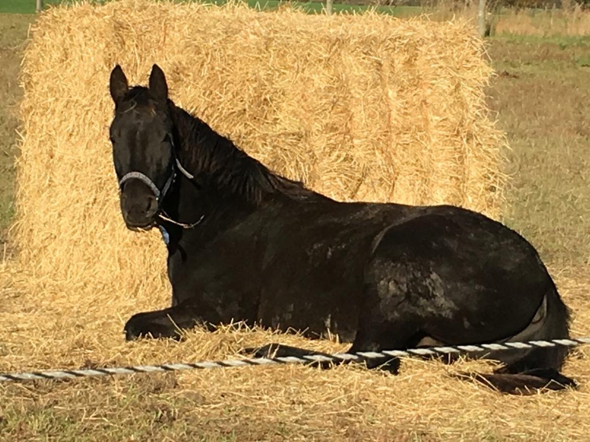 Anden særlig race Finest Mocca billede 34