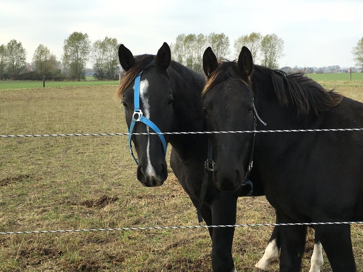 Anden særlig race Finest Mocca billede 33