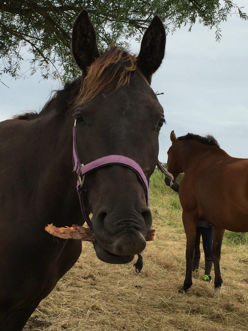 Anden særlig race Finest Mocca billede 35