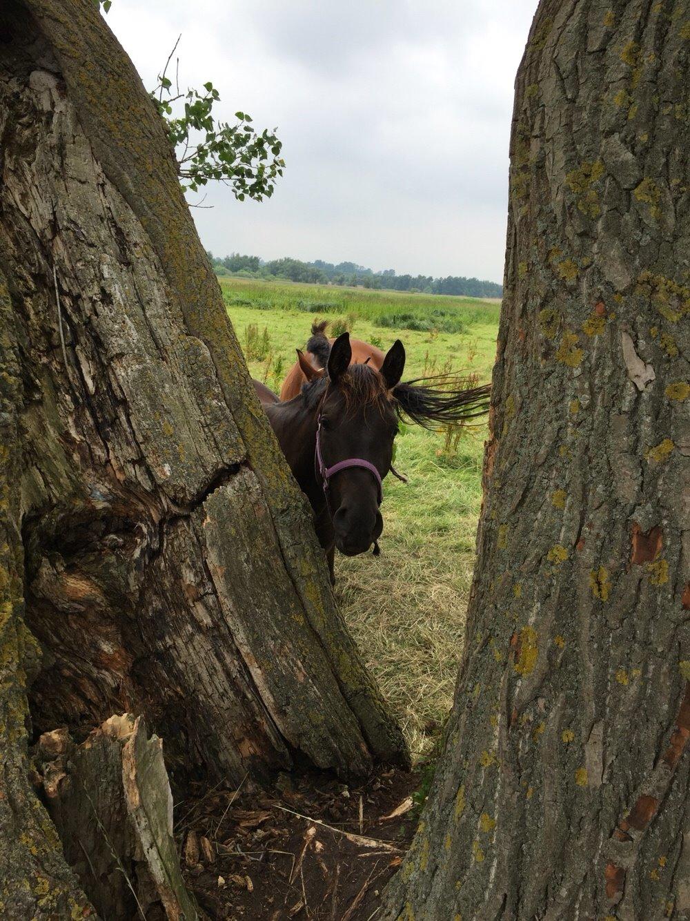Anden særlig race Finest Mocca billede 37