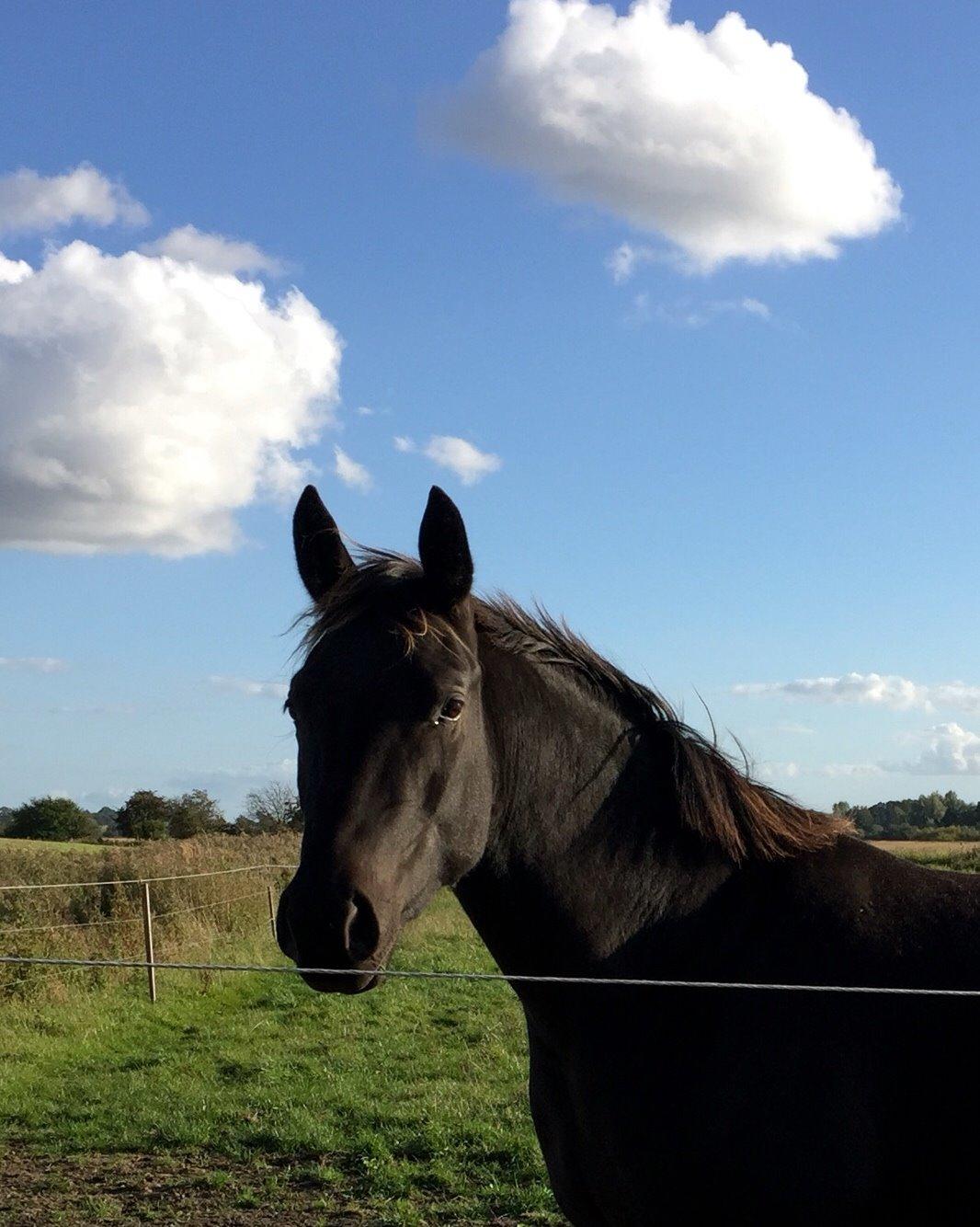 Anden særlig race Finest Mocca billede 38