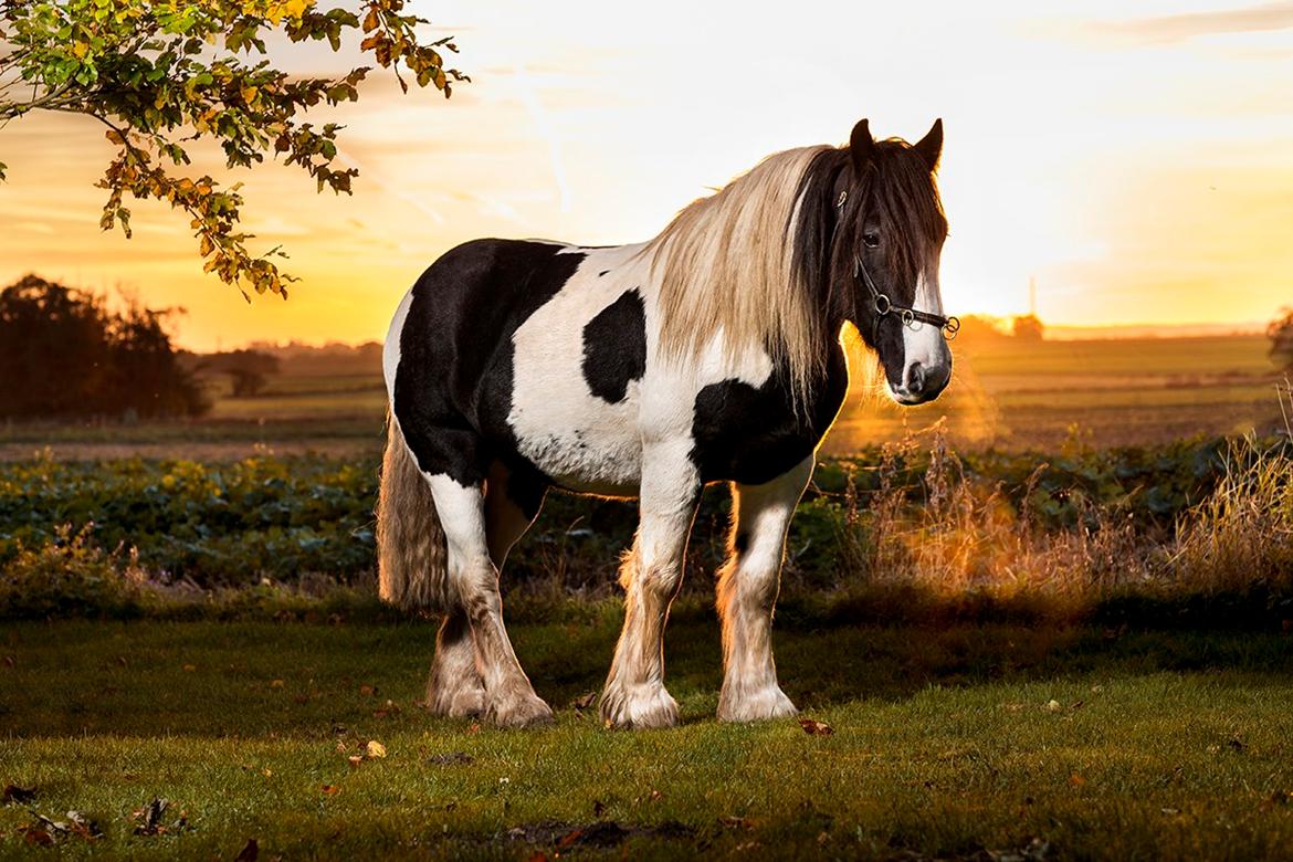 Irish Cob Gordon Blue billede 5