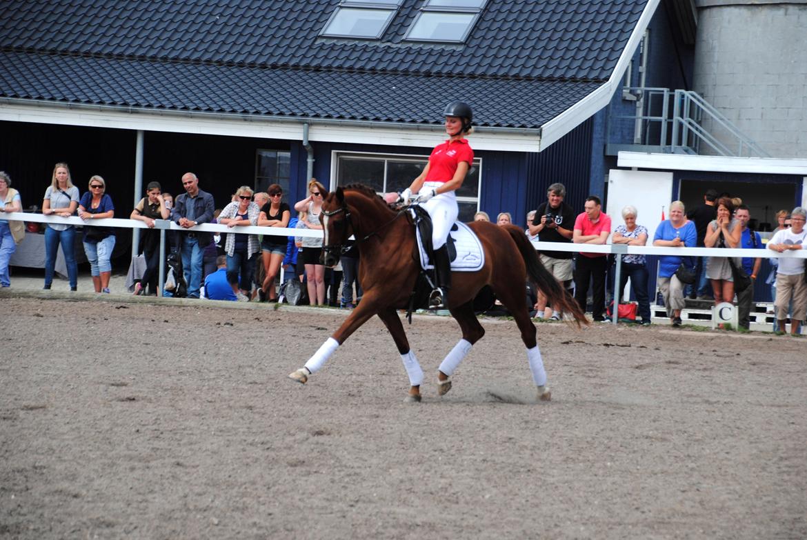 Trakehner Catwalk billede 8