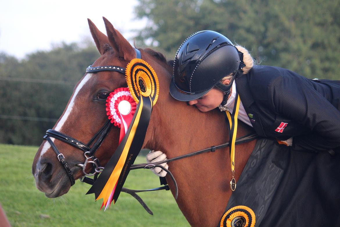 Trakehner Catwalk billede 11