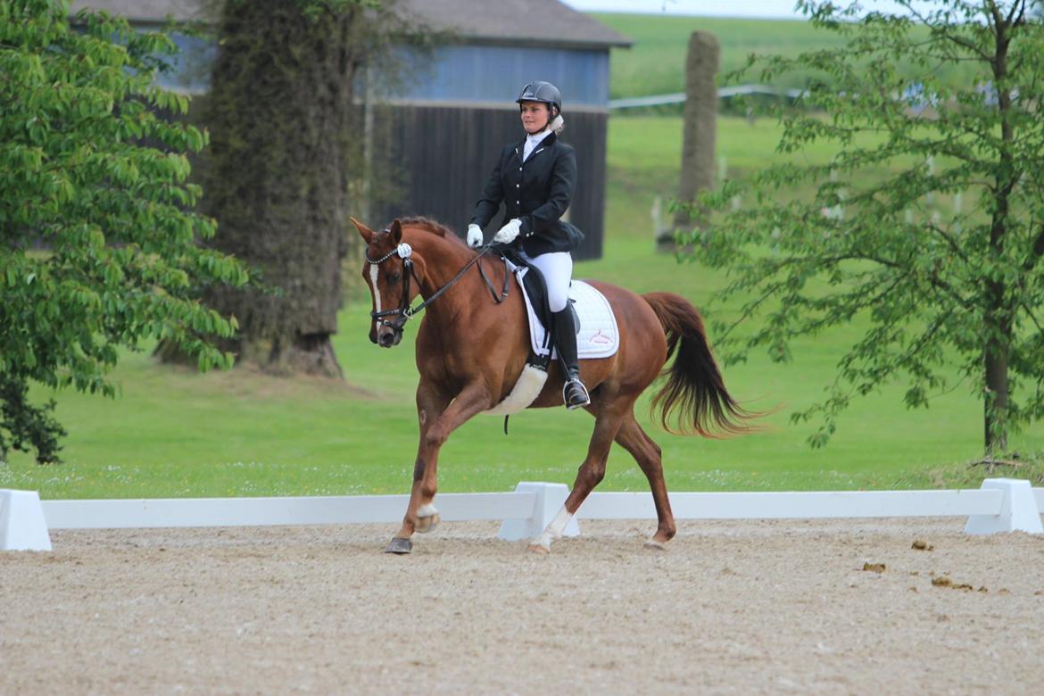 Trakehner Catwalk billede 6