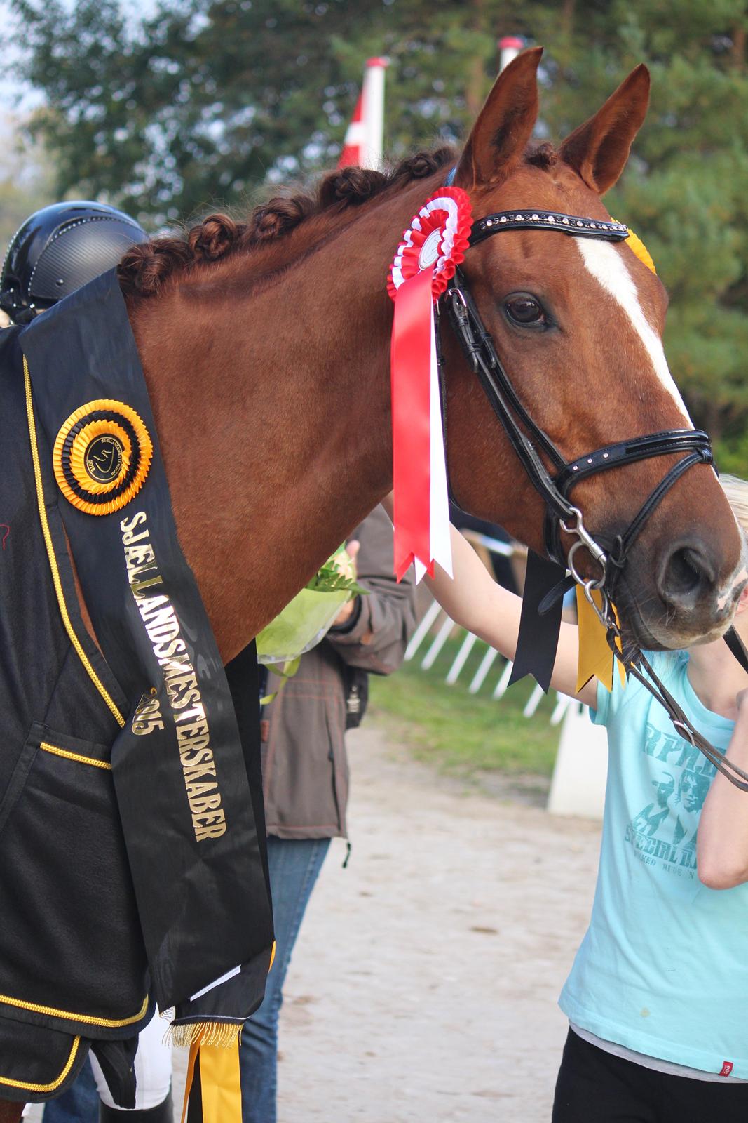 Trakehner Catwalk billede 1