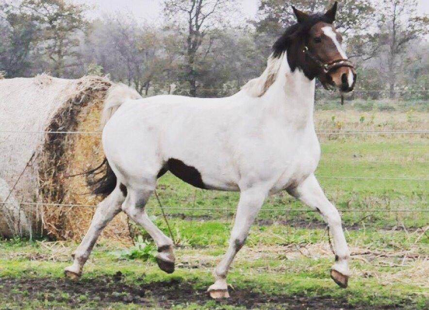 Pinto Randrupmølles Grace Kelly billede 1