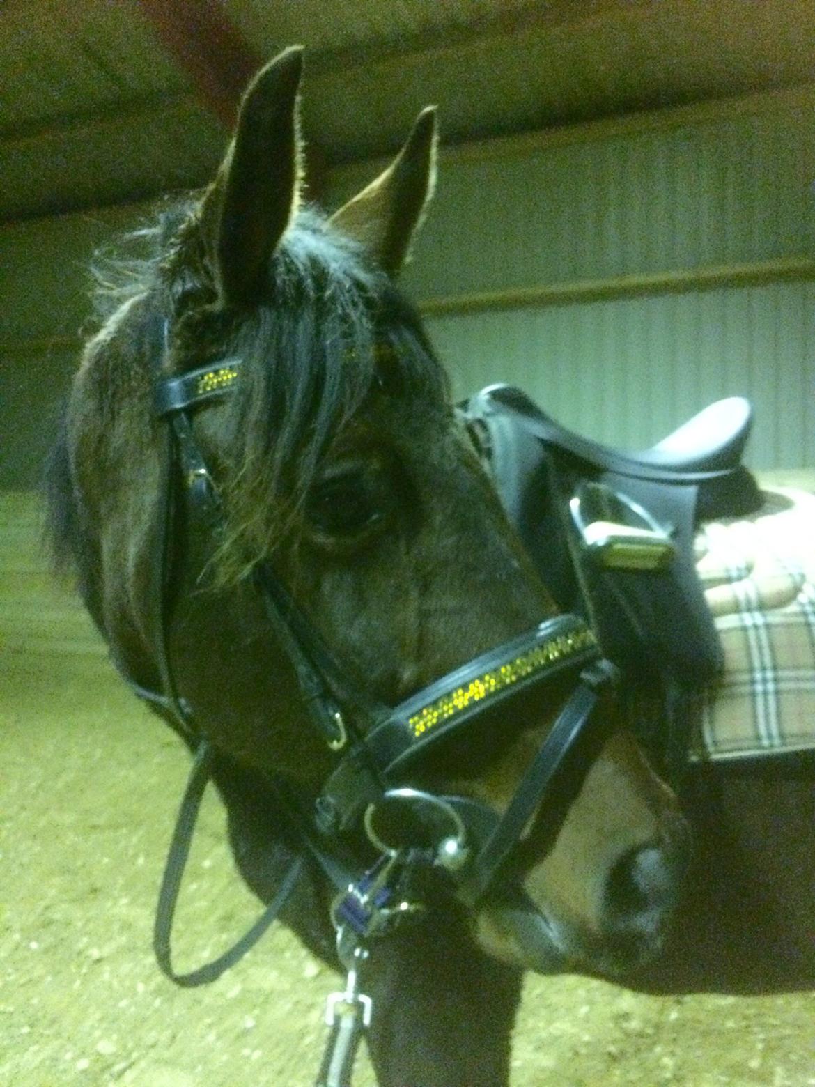 Pura Raza Española • Menta CV •  billede 12