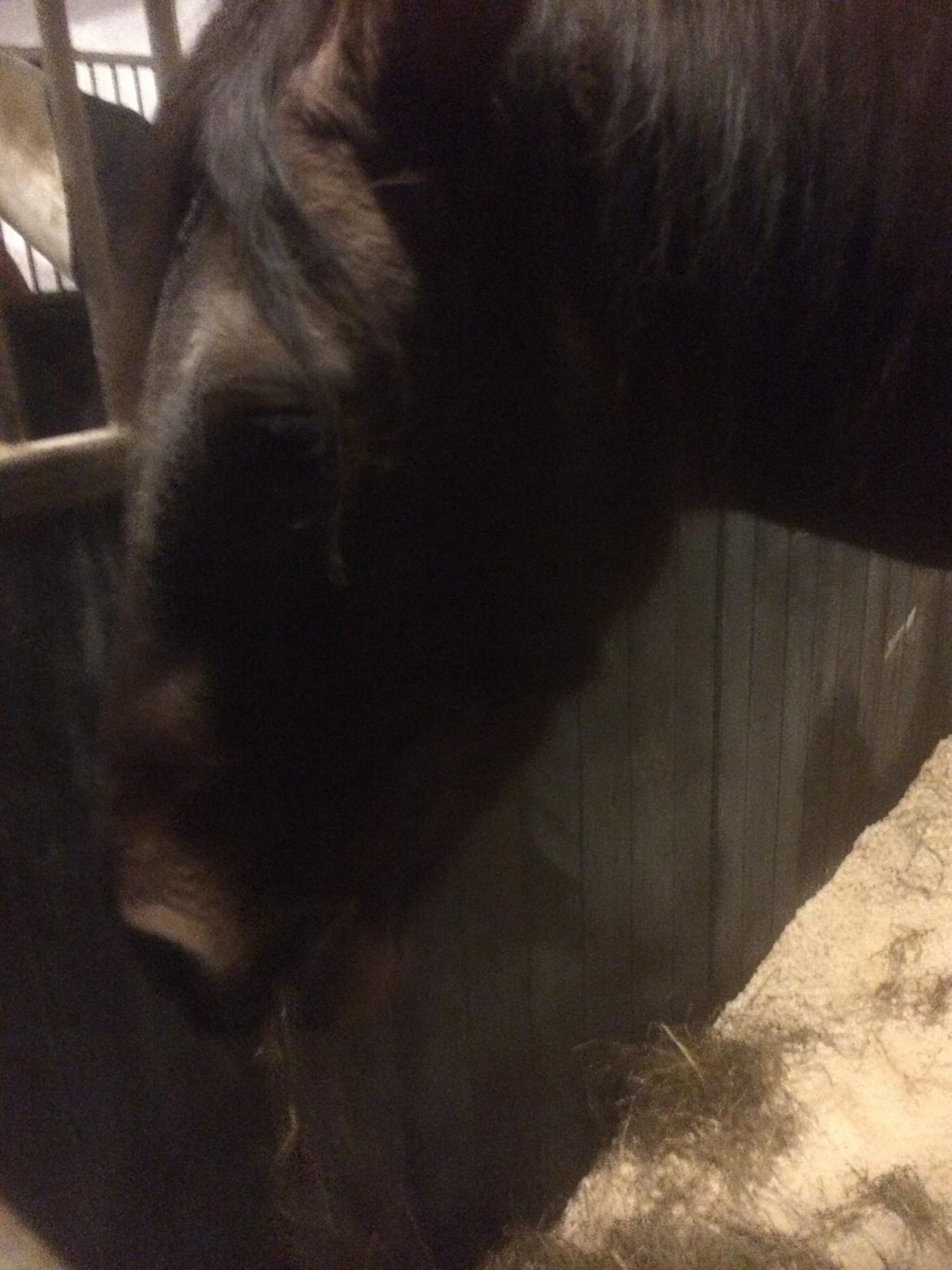 Pura Raza Española • Menta CV •  billede 14