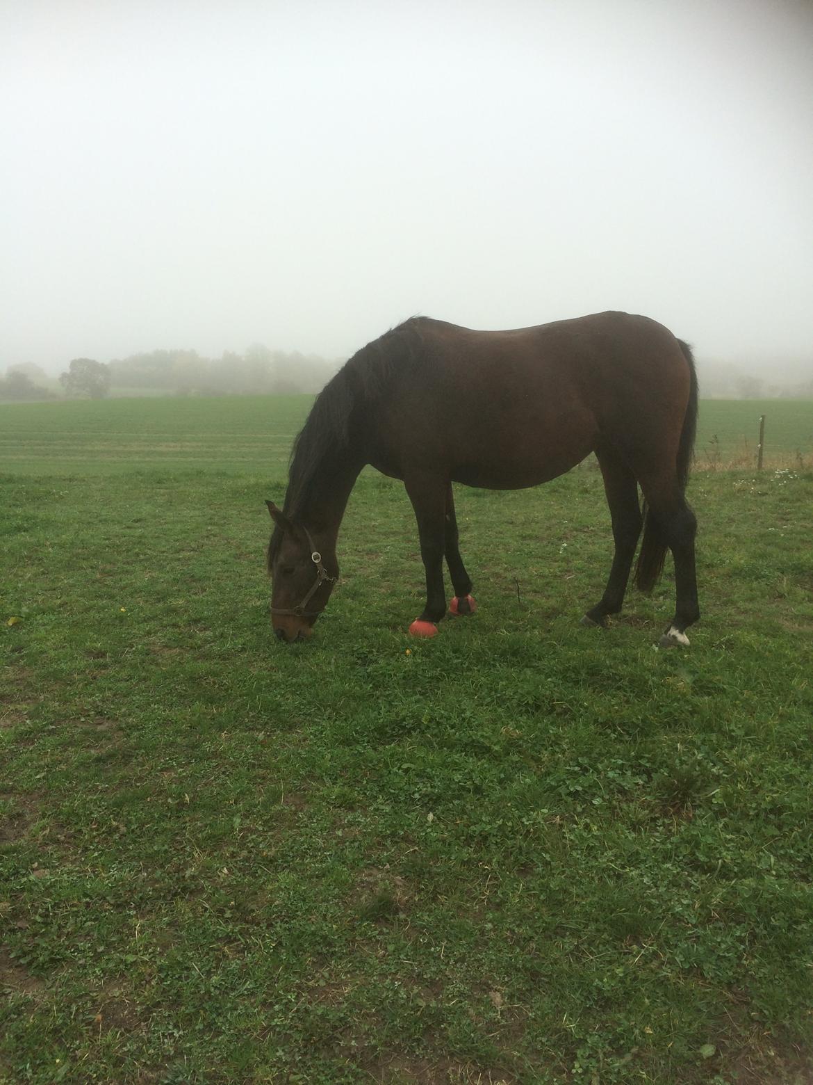 Pura Raza Española • Menta CV •  billede 15