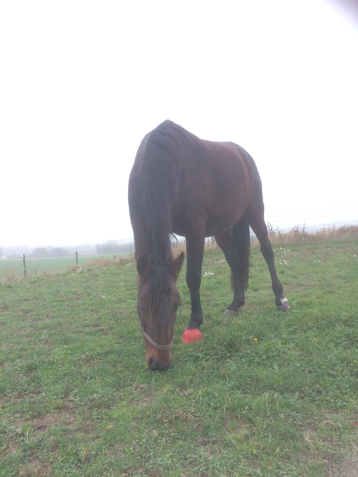 Pura Raza Española • Menta CV •  billede 16