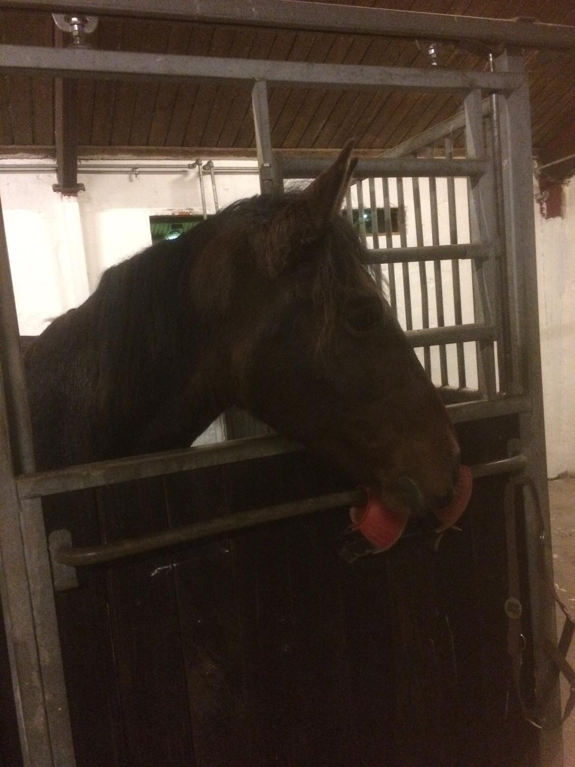 Pura Raza Española • Menta CV •  billede 13