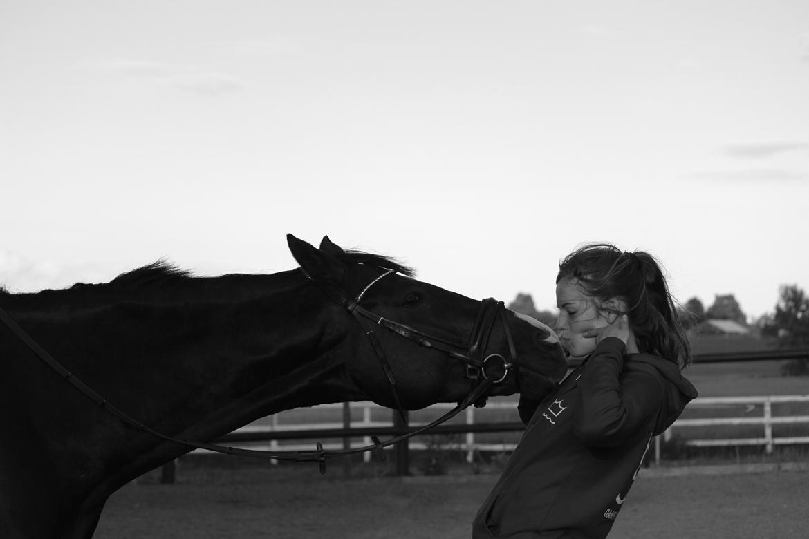 Dansk Varmblod Don poséidon F.J. billede 15