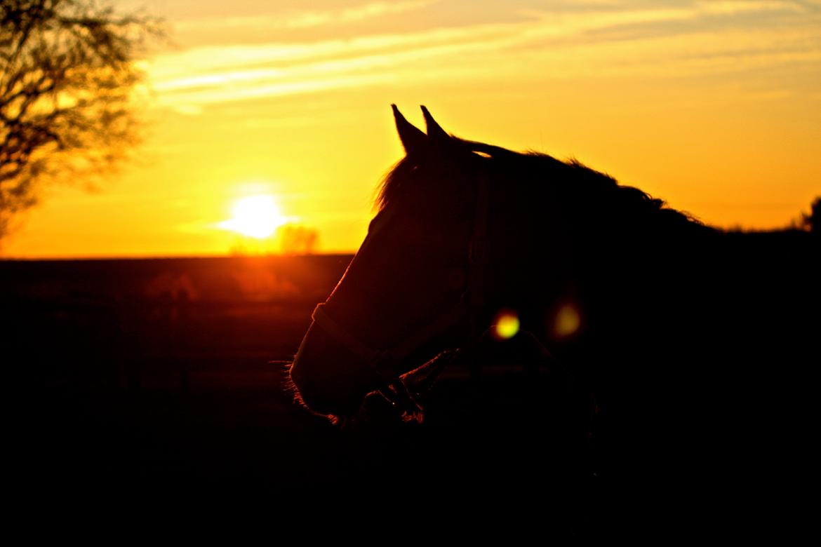 Dansk Varmblod Don poséidon F.J. billede 9