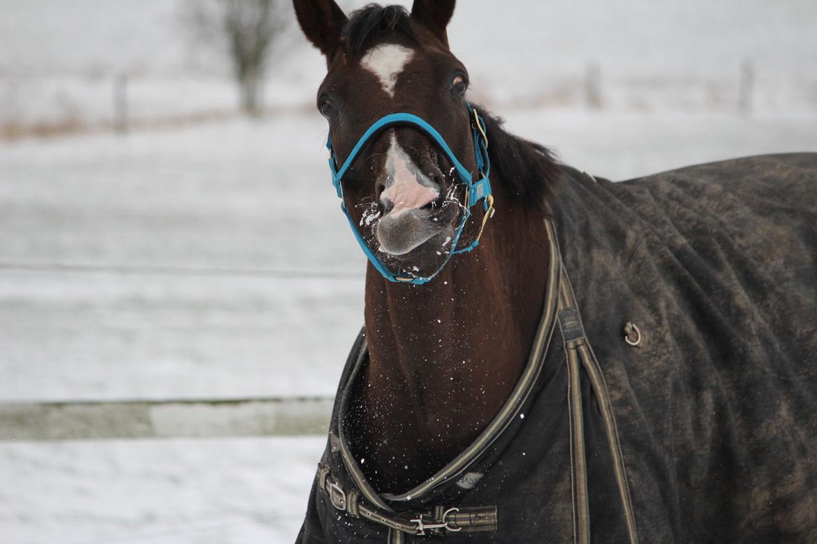 Dansk Varmblod Don poséidon F.J. billede 13