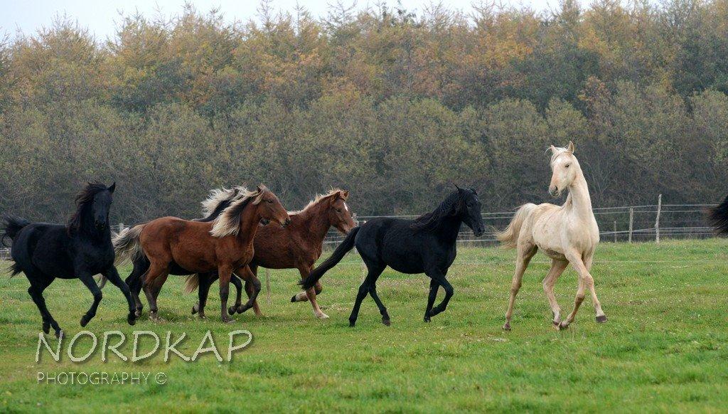 American Saddlebred Playgirl´s next golden Star billede 17