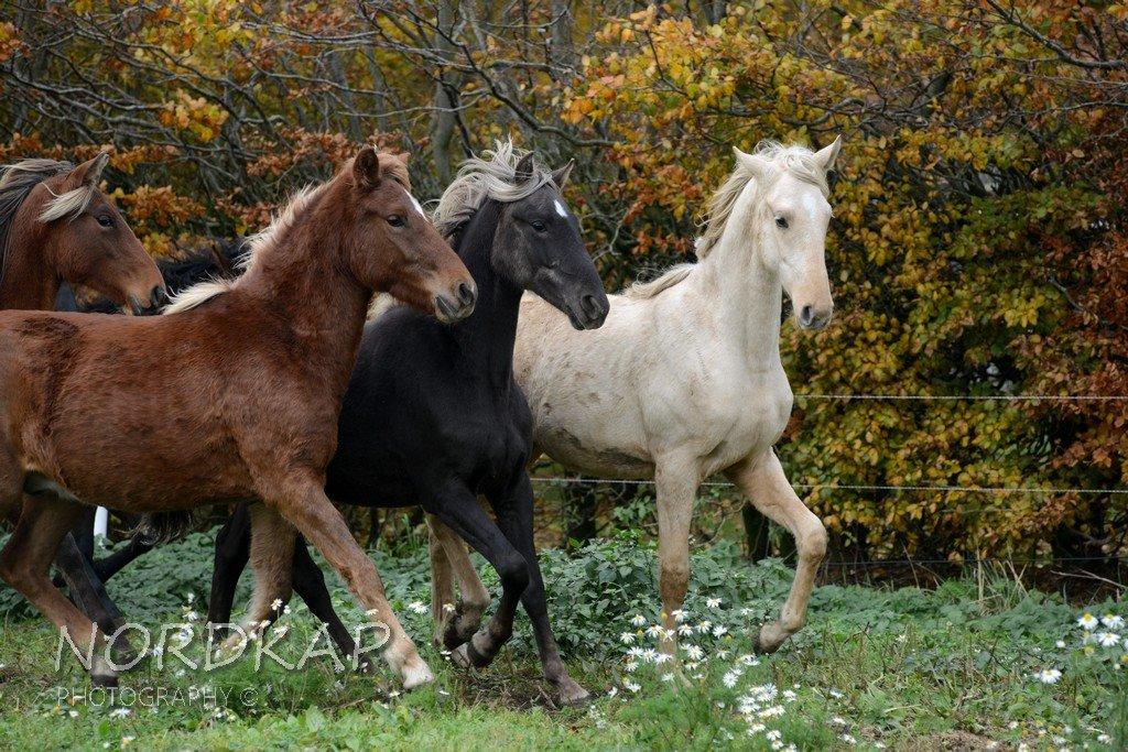 American Saddlebred Playgirl´s next golden Star billede 16
