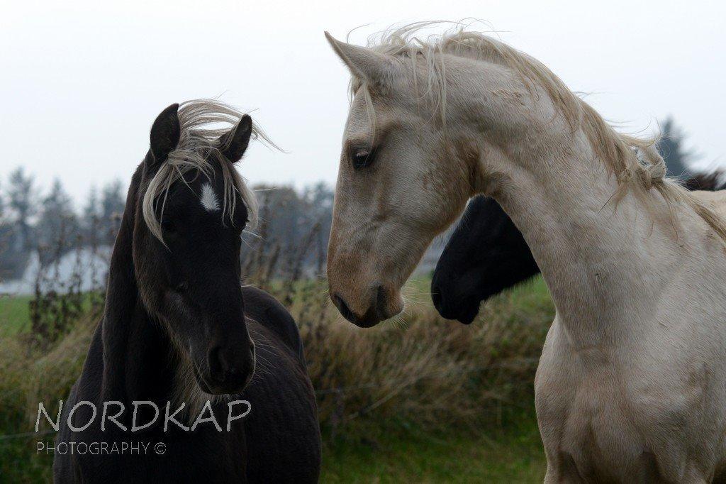 American Saddlebred Playgirl´s next golden Star billede 18