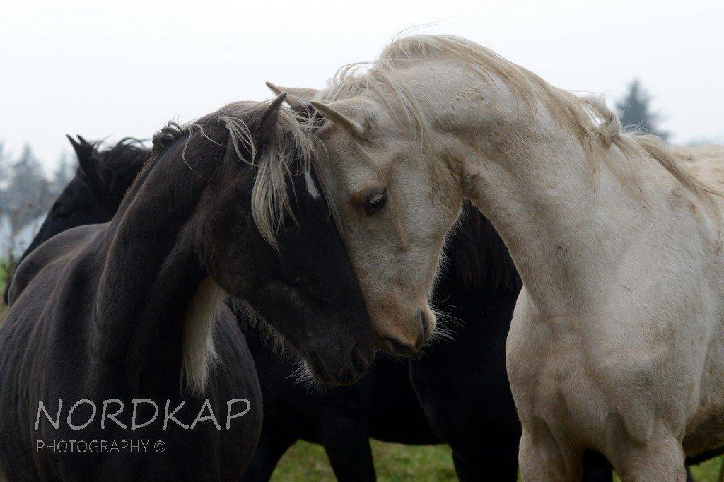 American Saddlebred Playgirl´s next golden Star billede 19