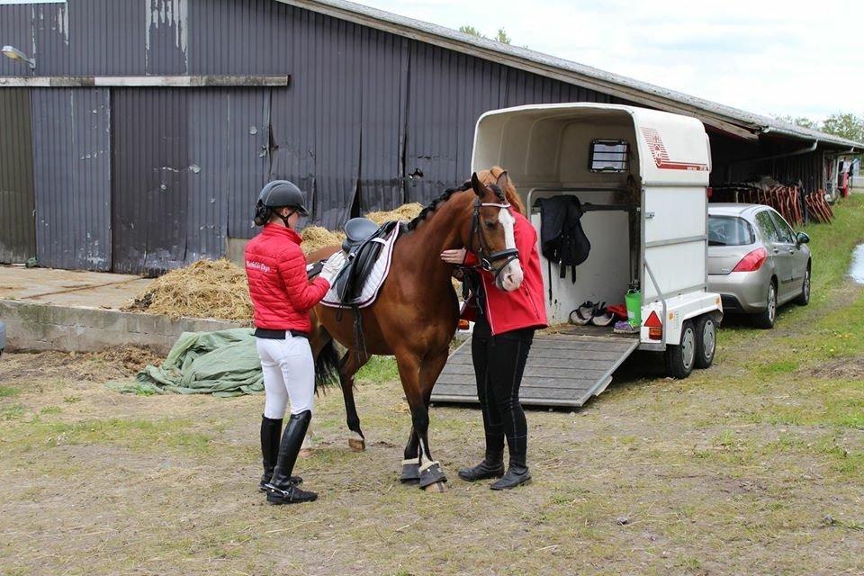 DSP Lassen`s Pay Per View billede 13