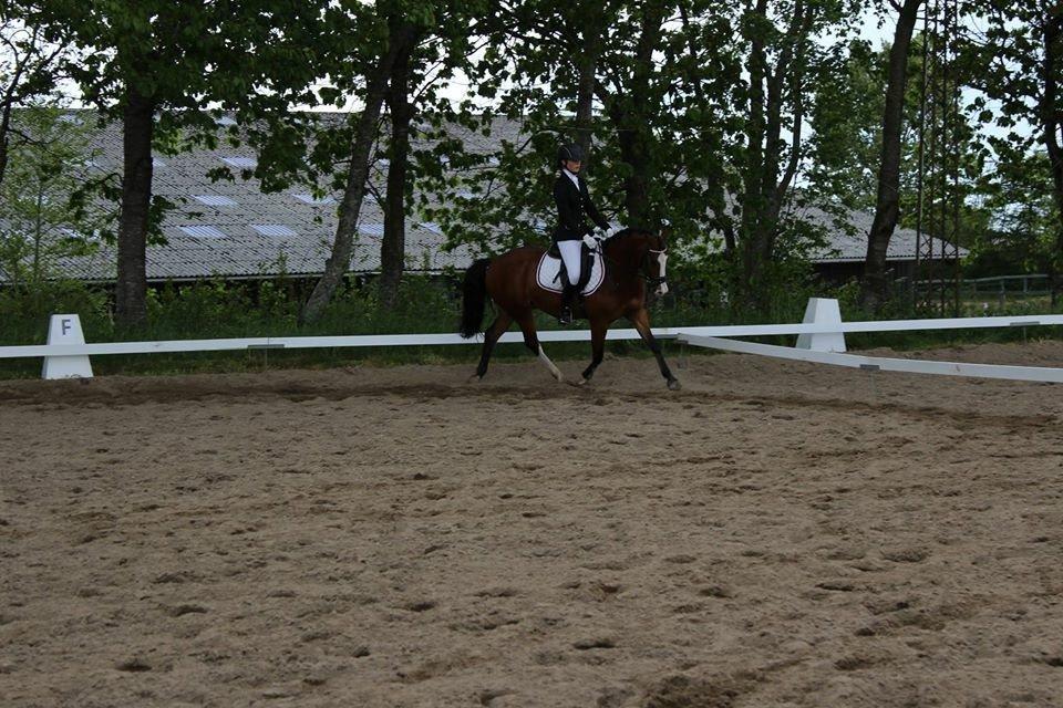 DSP Lassen`s Pay Per View billede 19