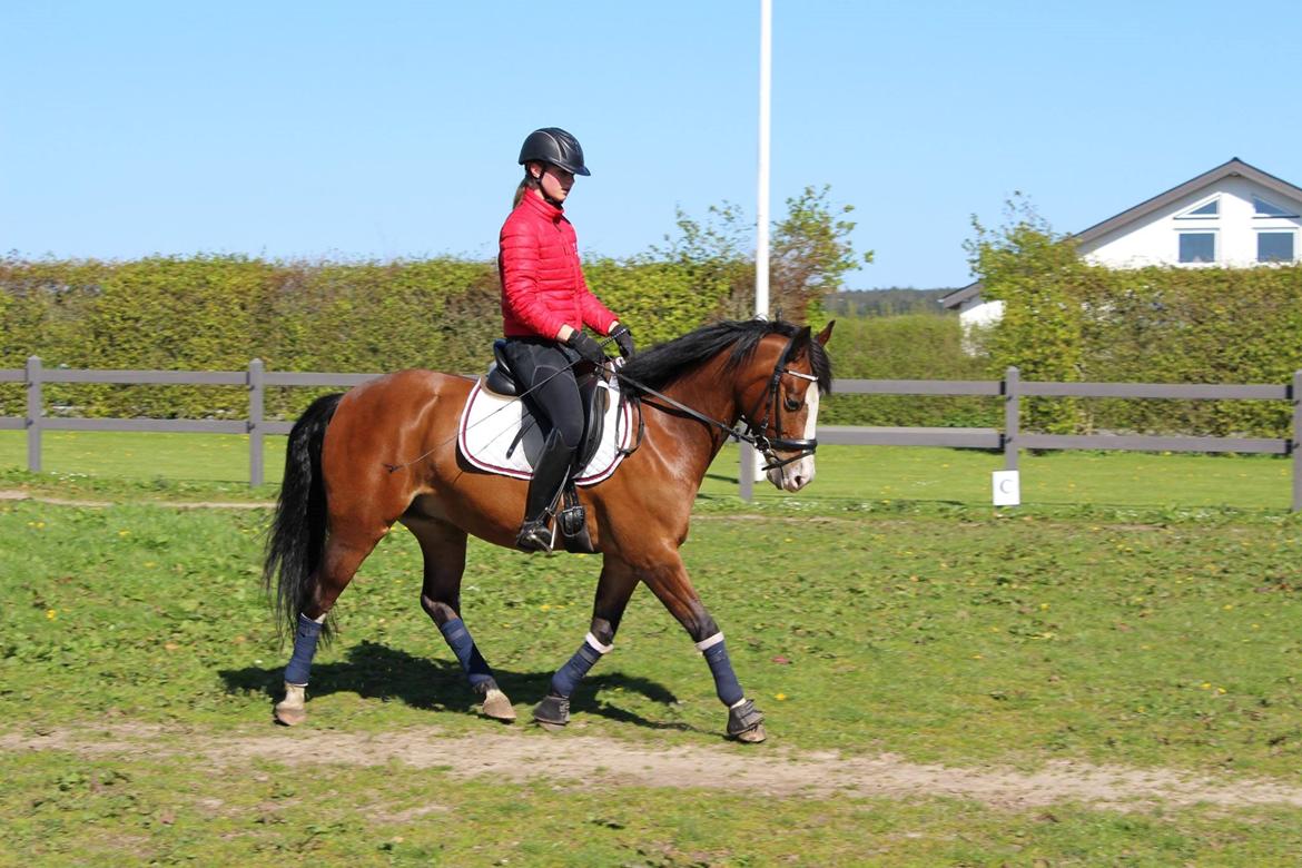 DSP Lassen`s Pay Per View billede 17