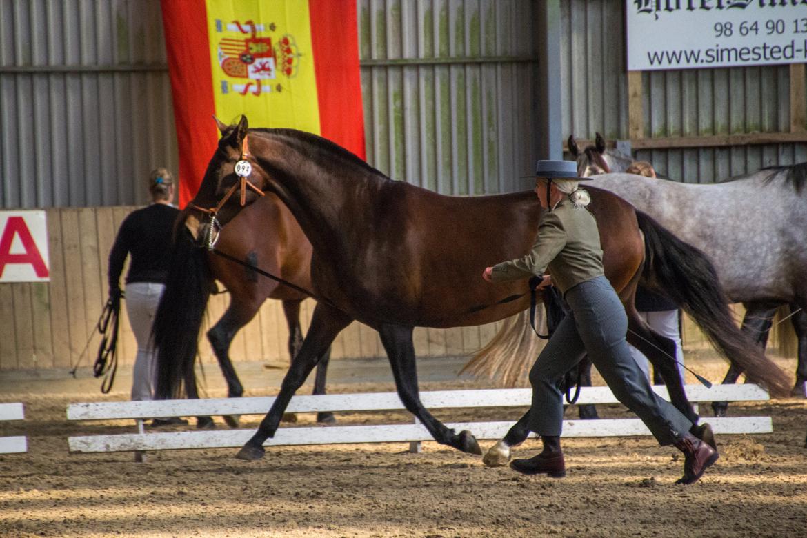 Pura Raza Española Batista Casanova billede 20