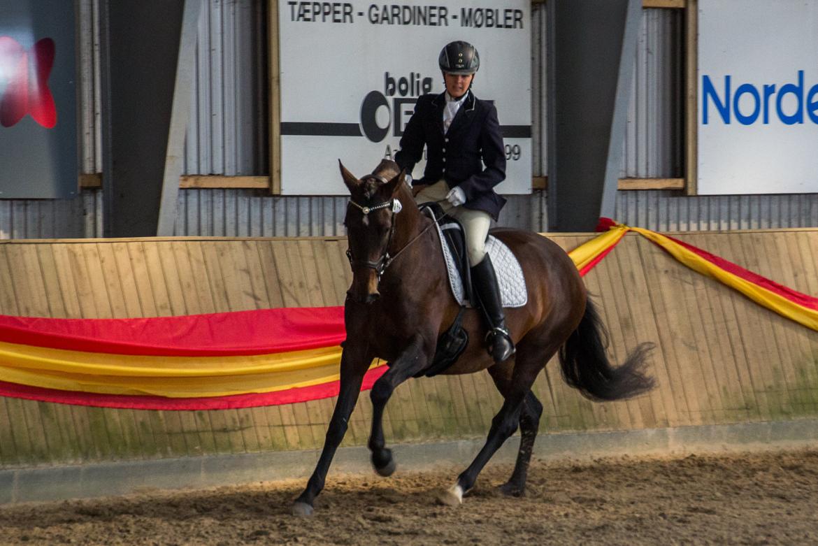Pura Raza Española Batista Casanova billede 23