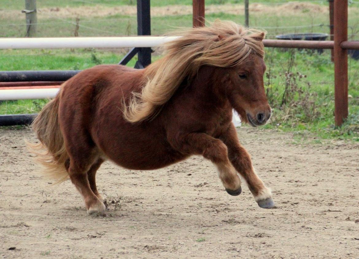Shetlænder Thorshøjs Bondo billede 12