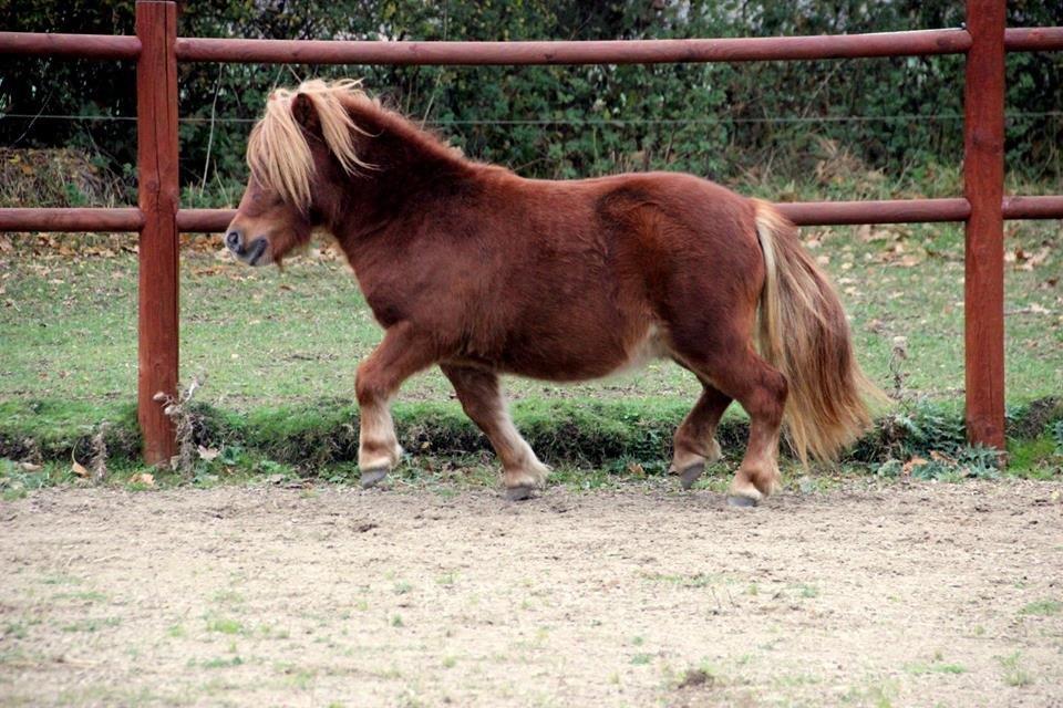 Shetlænder Thorshøjs Bondo billede 16