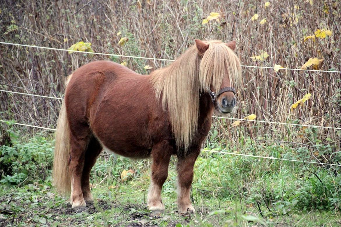 Shetlænder Thorshøjs Bondo billede 18