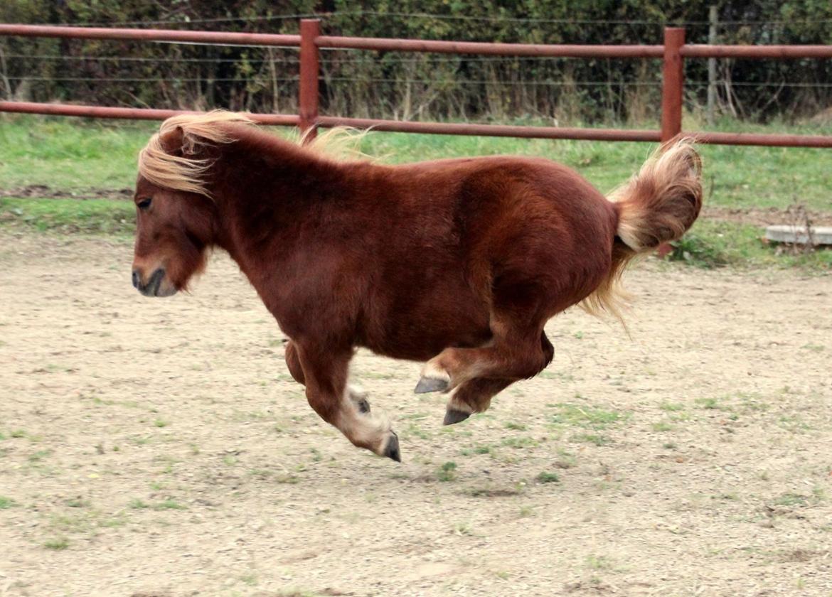 Shetlænder Thorshøjs Bondo billede 14