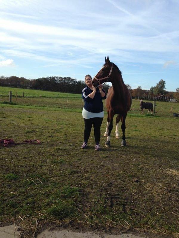 Dansk Varmblod Candi-Ligth Elmbo billede 9