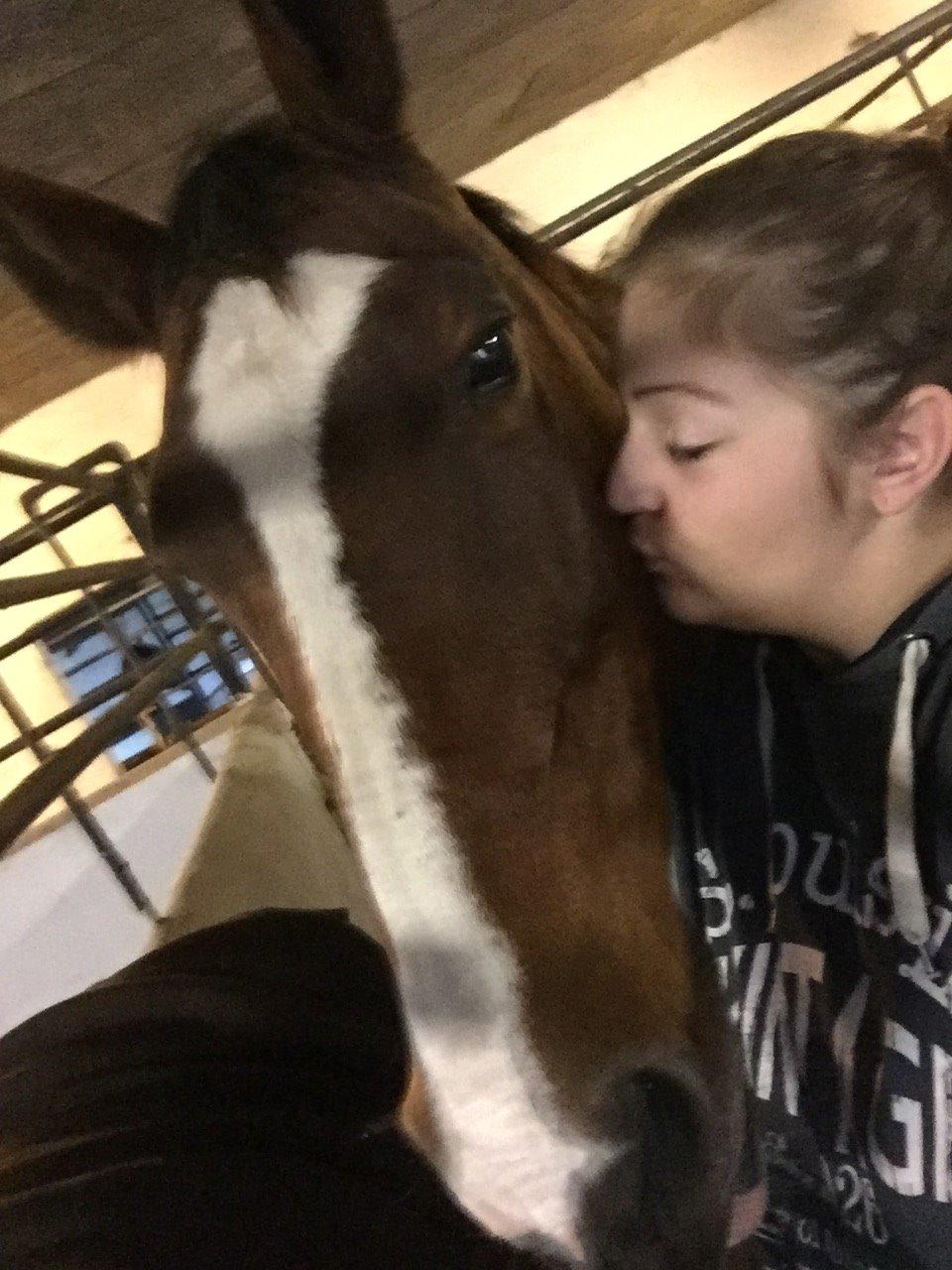 Dansk Varmblod Candi-Ligth Elmbo billede 16