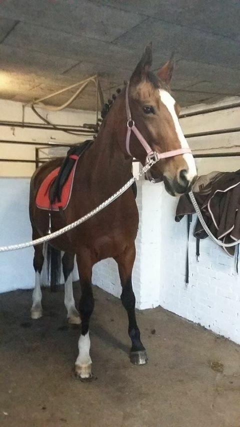 Dansk Varmblod Candi-Ligth Elmbo billede 11