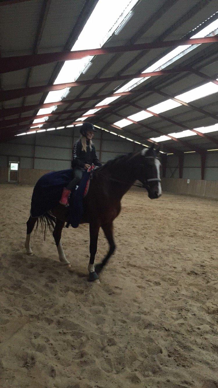 Dansk Varmblod Candi-Ligth Elmbo billede 18