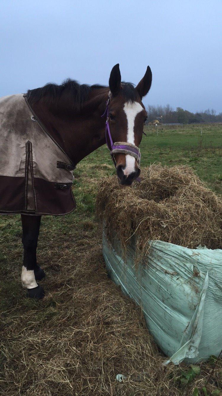 Dansk Varmblod Candi-Ligth Elmbo billede 19